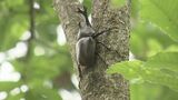 「かたくてかっこよかった」ムシムシランドのカブトムシドーム開園　福島・田村市　|　福島のニュース│TUF