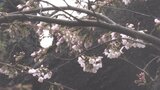 岩手県内は朝から雨でもサクラの便り 北上市でサクラ開花宣言 2023年より6日遅く|TBS NEWS DIG