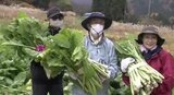 野沢菜漬けの本家本元で収穫と漬け込み体験はいかが…？温泉使ったお菜洗いにリピーターも、野沢温泉村で人気の体験ツアー|TBS NEWS DIG