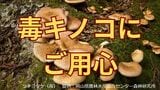 「毒キノコを食べたらどうなる?」本当に危険なキノコは6〜24時間たってから症状が出始める「初期症状は?」 | 岡山・香川のニュース | 天気 | RSK山陽放送
