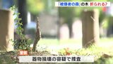 「被爆者の森」の木  折られる？　広島市が被害届 提出|TBS NEWS DIG
