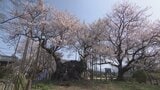 「壮大できれい」日本最古の桜 山高神代桜が満開に 山梨・北杜市|TBS NEWS DIG