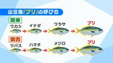 ワカシ、ツバス、ワラサ、メジロ…これぜーんぶ「ブリ」の呼び名です!縁起のいい“出世魚”食べよう【市場で旬みっけ!】|TBS NEWS DIG