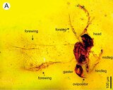 約8700万年前の化石発見　体長0.4ミリ、世界最小級の新種のハチ　いわき市のコハクから　福島　|　福島のニュース│TUF