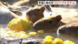 「かわいくて癒やされる」冬至にあわせ「カピバラのゆず湯」ボスのファミリー30頭が入浴=静岡・伊豆シャボテン動物公園　|　静岡のニュース | SBSNEWS | 静岡放送