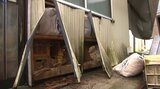 「バーン、バリバリと」 クマ出没 小屋の壁壊される 岩手・紫波町の佐比内地区 2件隣の住宅でも被害|TBS NEWS DIG