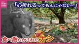 「心折れるってもんじゃない」 ワナにかかっても脱走するクマ 連日出没 狙われているのは収穫前のナシ 広島|TBS NEWS DIG
