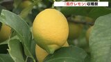 「県庁レモン」の出来が良い　県庁で収穫祭開催　広島|TBS NEWS DIG