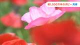 笠岡湾干拓地の花畑でポピーが見ごろ　約4ヘクタールに色とりどりの約1000万本が一面に咲き誇る【岡山】　|　岡山・香川のニュース | 天気 | RSK山陽放送
