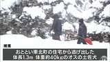 住宅から逃げた体長1.3ｍの土佐犬を捕獲　目撃情報寄せられ警察官が町内で発見　青森県東北町　|　青森のニュース│ATV NEWS│青森テレビ