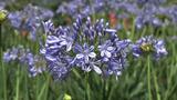 「アガパンサス」が見頃 爽やかな花が約1万本 うるま市の農園|TBS NEWS DIG