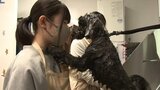 グルーマーの魅力を体験を通して発信 子ども達がイヌの世話に挑戦 岩手・盛岡市|TBS NEWS DIG