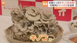 ヘルシーな代替肉に新食材！「低脂質・低糖質・食物繊維」栄養たっぷりのマイタケ使った「キノコのお肉」そのお味は？一足早く食べてみた|TBS NEWS DIG