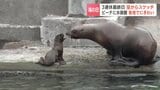 3連休最終日「海の日」最高気温25.1℃の石狩のビーチにぎわう、おたる水族館はトドの赤ちゃんが人気、ていねプールは子どもたちが思いっきり水浴び|TBS NEWS DIG