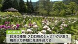 咲き競うシャクヤクの花　30種類700株が植えられた青森県黒石市の公園で見頃が終盤に|TBS NEWS DIG