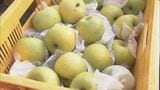さっぱりした甘みが特徴の梨「なつしずく」の収穫始まる | 名古屋・愛知・岐阜・三重のニュース【CBC news】 | CBC web