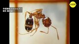 コンテナからヒアリ1万匹を確認 国内では過去最多 広島・福山港で陸揚げ|TBS NEWS DIG