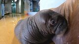 セイウチの赤ちゃんが初誕生 水族館「うみたまご」ですくすく成長中 | 大分のニュース|OBS NEWS|大分放送