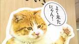 ”にゃん・にゃん・にゃん”備中松山城の「猫城主さんじゅーろー」のグッズ販売イベント始まる【岡山】|TBS NEWS DIG
