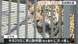 名古屋市の東山動物園に引っ越す「ジャガーのユウキ」のお別れ会【高知】 | 高知のニュース・天気|KUTV NEWS | KUTVテレビ高知