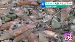 フグ・イワシに続き、今度は佐渡市でホタルイカが“大量漂着” 珍しい“ホタルイカの身投げ”とは|TBS NEWS DIG