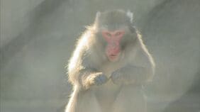 「猿が島」のサルについて、議会で頭数削減する発言をするよう依頼か…100万円受託収賄容疑で現職市議逮捕　サルの数は52匹→37匹に減っている　逮捕の稲田容疑者　人物像は…近所で聞くと|TBS NEWS DIG