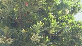 「黒いチョウ」大分市で大量発生…その正体とは　市は注意喚起、幼虫の駆除呼びかけ|TBS NEWS DIG