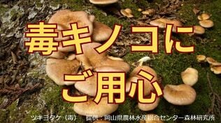 「毒キノコを食べたらどうなる?」本当に危険なキノコは6〜24時間たってから症状が出始める「初期症状は?」 | 岡山・香川のニュース | 天気 | RSK山陽放送