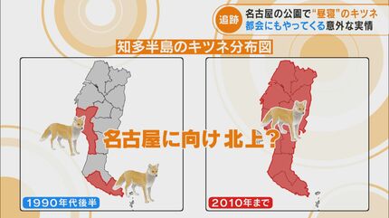 激撮！なぜ名古屋にキツネが！？ 市内7つの区でも確認され生息域拡大か