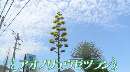 リュウゼツラン 大株ふくめて10株以上 群馬県みどり市 リュウゼツラン