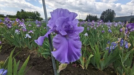 虹の花」ジャーマンアイリス2万株 色とりどりの花を咲かせる 岩手