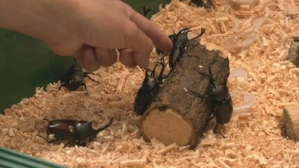 触っていいの？」世界の珍しい昆虫大集合 「ヘラクレスオオカブト
