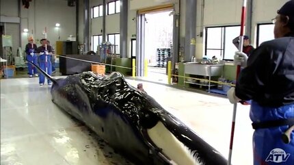 ミンクの剥製 クジラの水揚げが八戸港で2年ぶりに 体長7.7mのミンククジラ 青森県内