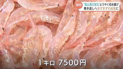 富山湾の宝石”シロエビようやく初水揚げ 悪天候で2日連続の休漁 初日は