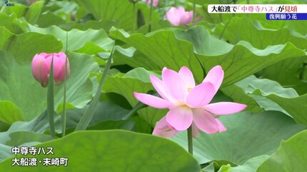 平泉町の中尊寺から株分けされた復興の花「中尊寺ハス」四分咲きで見頃
