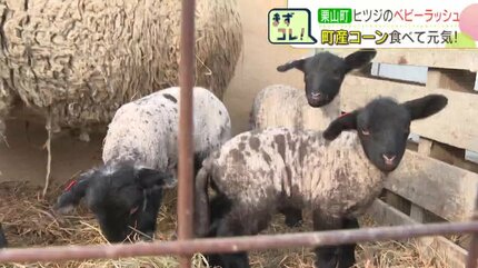 1日に10匹生まれる日も 北海道栗山町の農場でヒツジのベビーラッシュ