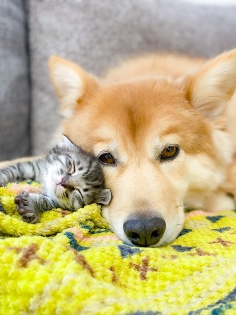 玄関を開ければ、そこには無償の愛がある…データが証明する「犬猫と暮らすプライスレスな幸せ」と、知っておくべき｢お金と責任のリアル｣|TBS NEWS DIG
