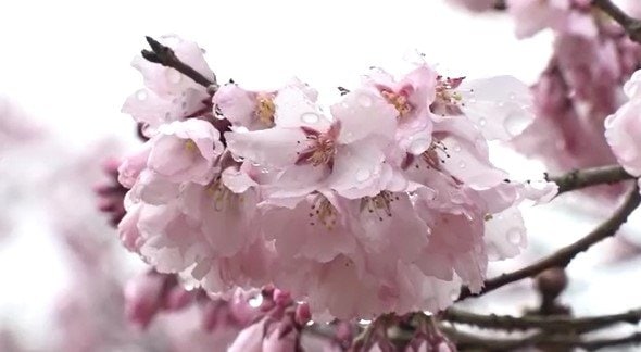 鮮やかなピンクがより美しく映えて…約1500本の桜が雨に濡れて…長野・伊那市の高遠城址公園の桜が見ごろ…去年より1週間早く開花　|　SBC NEWS | 長野のニュース | SBC信越放送