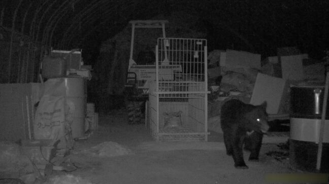 ｢米ぬか｣の味を覚えて繰り返し訪れたクマ  捕獲されたのは体長142センチ体重130キロのオスのツキノワグマ  岐阜･中津川市では男子高校生が襲われる被害も 警戒いつまで？|TBS NEWS DIG