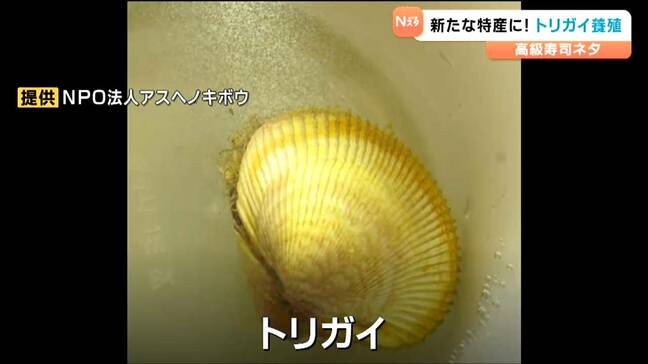 高級寿司のネタ“トリガイ”の出荷を目指し稚貝を放流 宮城・女川町|TBS NEWS DIG