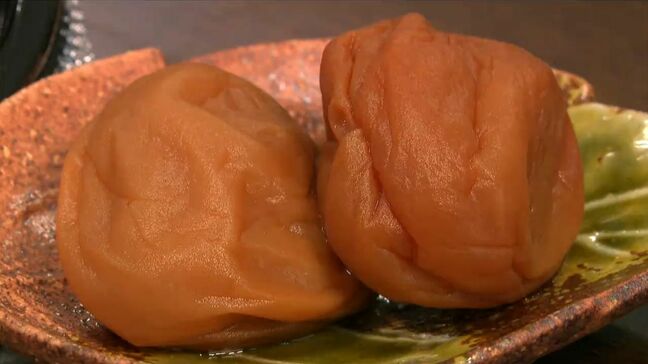 初夏の味覚　鹿児島・鹿屋市　梅雨の中収穫する梅　おいしい梅干しに|TBS NEWS DIG