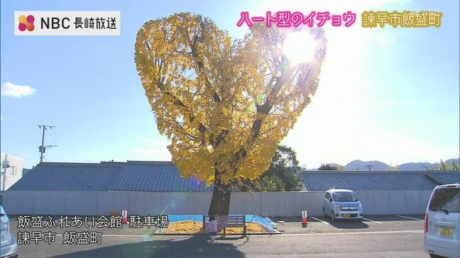 ”イチョウ” の映えスポット ①イチョウ絨毯の喫茶店（長崎市）②ハート型のイチョウ（諫早市）|TBS NEWS DIG