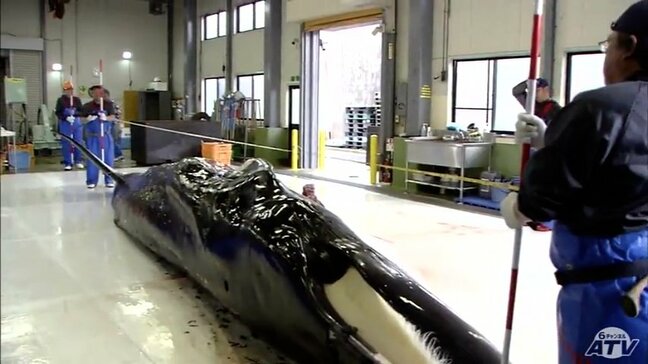 クジラの水揚げが八戸港で2年ぶりに　体長7.7mのミンククジラ　青森県内の漁港を拠点にした商業捕鯨|TBS NEWS DIG