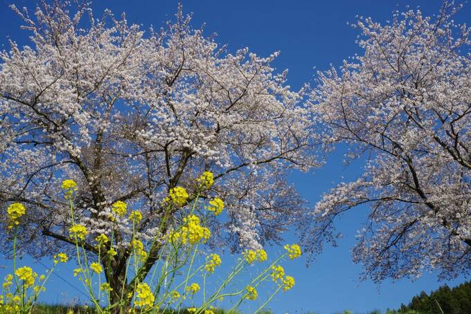 「復興の春を迎えて」能登半島地震発生から2年3か月 輪島市町野町出身のシナリオライターが見つめる“ふるさとの今”|TBS NEWS DIG
