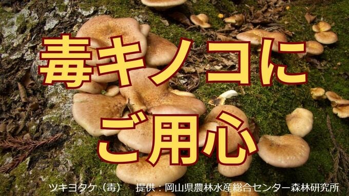 「毒キノコを食べたらどうなる？」本当に危険なキノコは6〜24時間たってから症状が出始める【画像あり】|TBS NEWS DIG