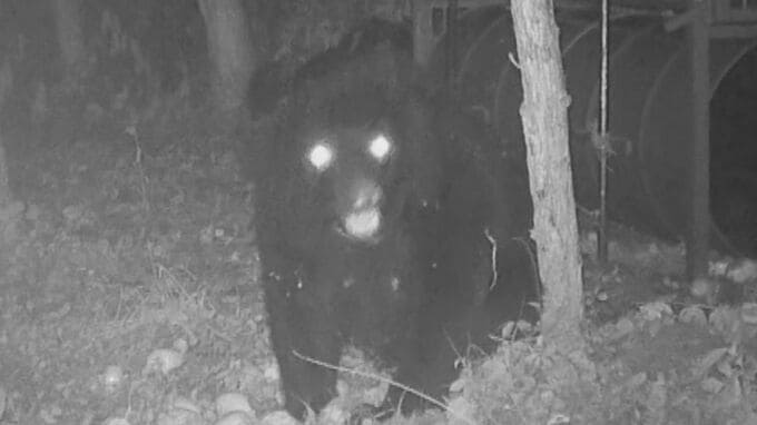 なぜ2025年はクマ被害相次いだ？猟師が感じる“違和感” 冬眠に入るクマは歩いた痕跡を消す… “唯一の天敵”猟師から身を守るため【大石が聞く】　|　名古屋・愛知・岐阜・三重のニュース【CBC news】 | CBC web