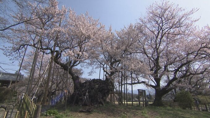 「壮大できれい」日本最古の桜　山高神代桜が満開に　山梨・北杜市|TBS NEWS DIG