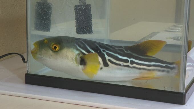 「硬いし調理しづらい」「売り物の魚をつつく」海のやっかいもの「シマフグ」　ランチメニューを開発　山口県萩市|TBS NEWS DIG
