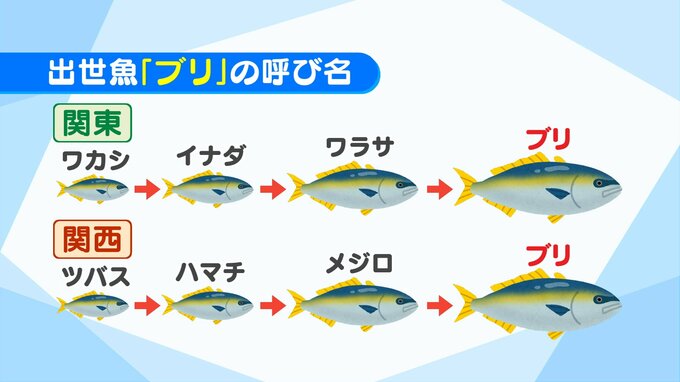 ワカシ、ツバス、ワラサ、メジロ…これぜーんぶ「ブリ」の呼び名です！縁起のいい“出世魚”食べよう【市場で旬みっけ！】|TBS NEWS DIG