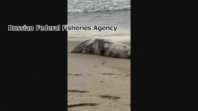 カスピ海で絶滅危惧種のアザラシ大量死 約2500頭